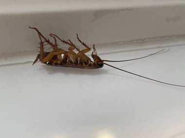 Bir hamamböceği beyaz bir yüzeyde ölü yatıyor..