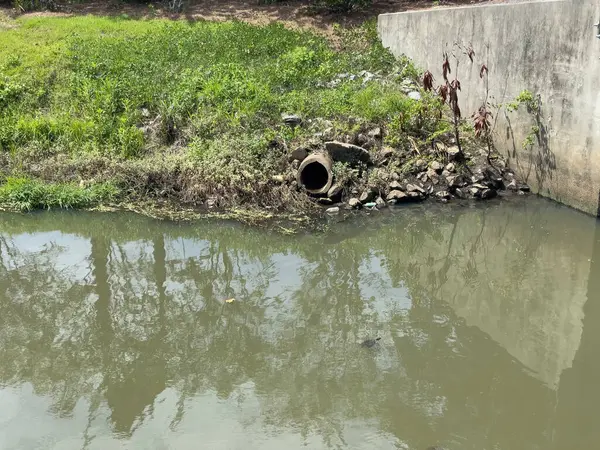 Turtles swimming near some pollution.