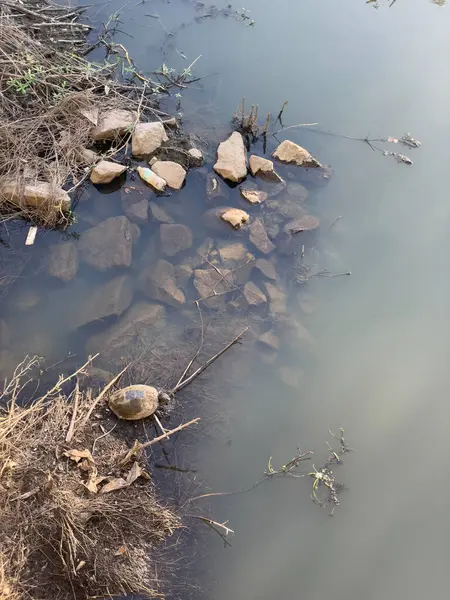 Kaplumbağa güneşin altında plastik bir su şişesinin yanında güneşleniyor..