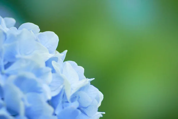 Close up of light blue hydrangea flower