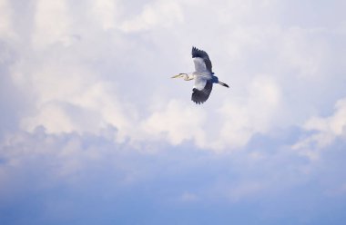 A single phoenix flying majestically in the sky
