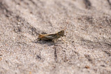 Brown grasshopper on sandy ground. Chorthippus brunneus.