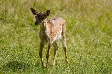 Fallow deer on a green meadow. Dama dama.
