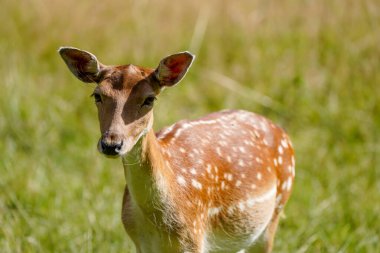 Fallow deer on a green meadow. Dama dama.