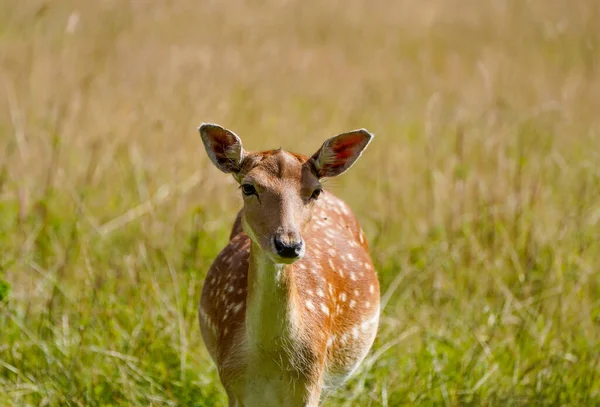 Fallow deer on a green meadow. Dama dama.