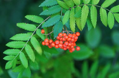 Red, ripe mountain ash berries. Plant closeup. Sorbus aucuparia. Rowan.