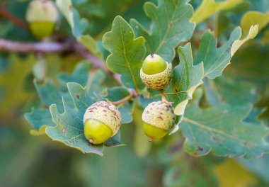 Oak tree with green acorns on a branch.