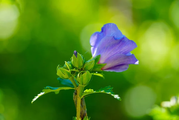 Blossom of the rose mallow. Hibiscus plant close-up. Purple flower against a green background.