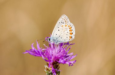 Common Blue, Polyommatus icarus. Close-up butterfly in natural environment.