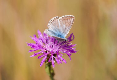 Common Blue, Polyommatus icarus. Close-up butterfly in natural environment.