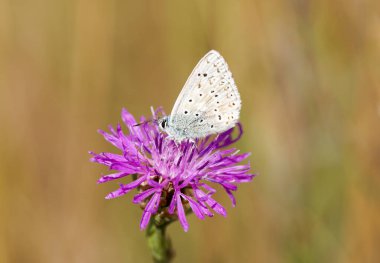 Common Blue, Polyommatus icarus. Close-up butterfly in natural environment.