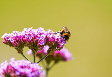 A bumblebee collects nectar on the verbena. Insect in natural environment close-up.