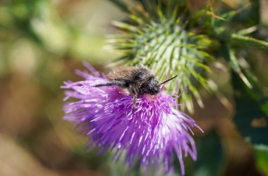 Insect with pollen on a thistle flower.