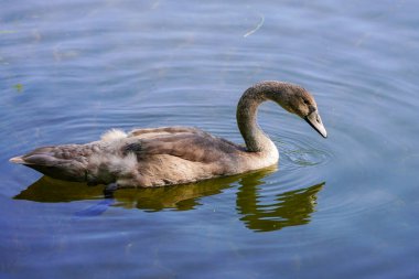 Young swan swims on the lake