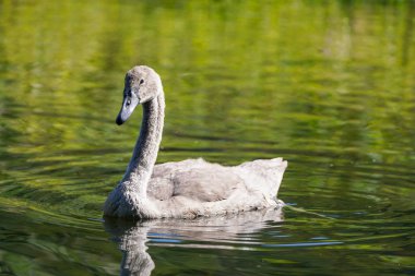 Young swan swims on the lake