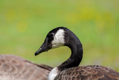 Portrait of a Canada goose with a green background. Close-up of the head. Branta canadensis.