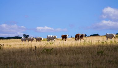 Grazing cattle in the Drnberg nature reserve. Landscape near Kassel.