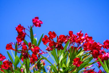 Red blooming oleander with blue sky background. Nerium oleander.