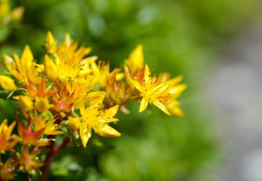 Yellow flowers of Palmer's Stonecrop. Flowering plant close-up. Sedum Palmeri.