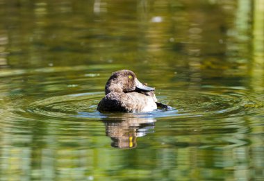 Female tufted duck at a lake. Water bird. Aythya fuligula.