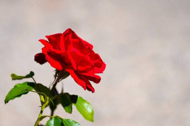 Red rose on a light brown background. Card with a flower.