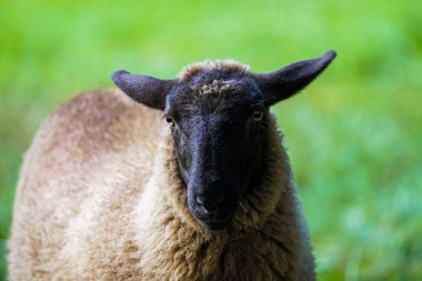 Portrait of a sheep on a green meadow.