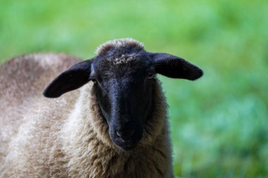Portrait of a sheep on a green meadow.