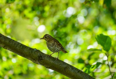 Bir dalda Song Thrush. Kuşlar yeşil arka plana karşı. Turdus filomelos.