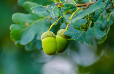 İngiliz meşe palamudu yakın plan. Quercus soyguncusu.