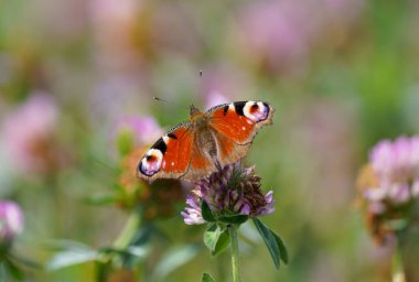 Tavuskuşu kelebeği doğal bir ortamda bir çiçeğin üzerinde. Kelebek gibi yakın plan. Böcek bir çiçekte nektar toplar. Aglais io..