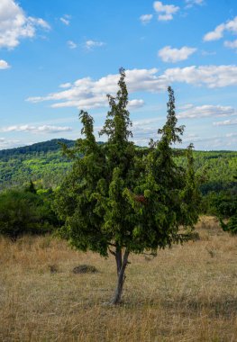 Ardıç ağacıyla manzara. Juniperus.