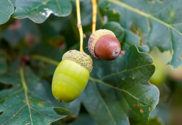 English Oak Acorns Close Quercus Robur — Stock Photo, Image