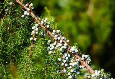Ardıç ağacının böğürtlenli dalı. Juniperus.