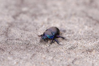 Kumlu zeminde kara bok böceği. Anoframe stercorosus 'u bozar.