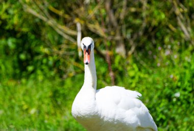 Yeşil çimlerin üzerinde beyaz kuğu. Kuğu.