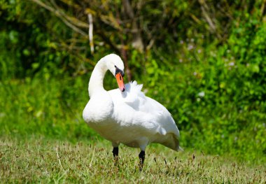 Yeşil çimlerin üzerinde beyaz kuğu. Kuğu.