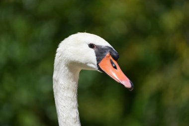 Portrait of a white swan in natural environment. Water bird. Cygnus.