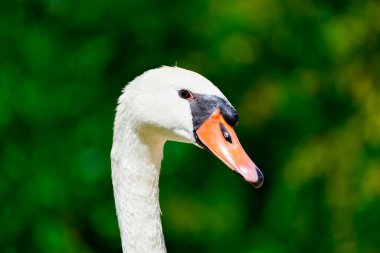 Portrait of a white swan in natural environment. Water bird. Cygnus.