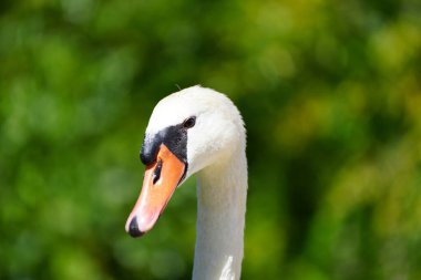 Portrait of a white swan in natural environment. Water bird. Cygnus.