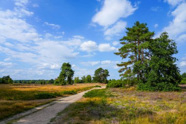 Westruper Heide 'da doğa. Haltern am doğa koruma alanındaki fundalık bitki ve ağaçlarla manzara.