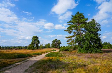 Westruper Heide 'da doğa. Haltern am doğa koruma alanındaki fundalık bitki ve ağaçlarla manzara.