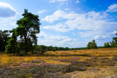 Westruper Heide 'da doğa. Haltern am doğa koruma alanındaki fundalık bitki ve ağaçlarla manzara.