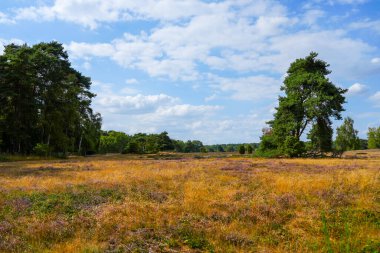 Westruper Heide 'da doğa. Haltern am doğa koruma alanındaki fundalık bitki ve ağaçlarla manzara.