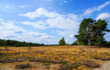 Westruper Heide 'da doğa. Haltern am doğa koruma alanındaki fundalık bitki ve ağaçlarla manzara.