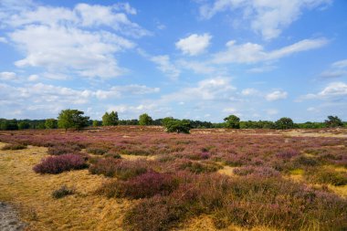 Westruper Heide 'da doğa. Haltern am doğa koruma alanındaki fundalık bitki ve ağaçlarla manzara.