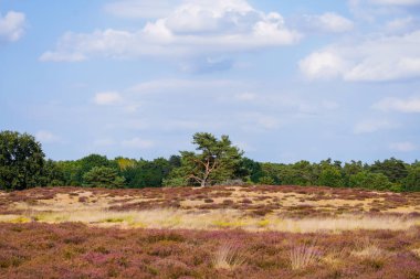 Westruper Heide 'da doğa. Haltern am doğa koruma alanındaki fundalık bitki ve ağaçlarla manzara.