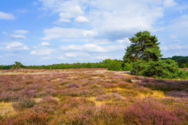 Westruper Heide 'da doğa. Haltern am doğa koruma alanındaki fundalık bitki ve ağaçlarla manzara.