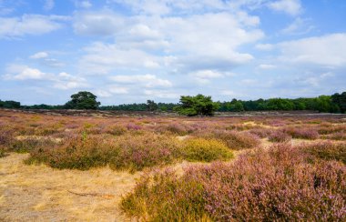 Westruper Heide 'da doğa. Haltern am doğa koruma alanındaki fundalık bitki ve ağaçlarla manzara.