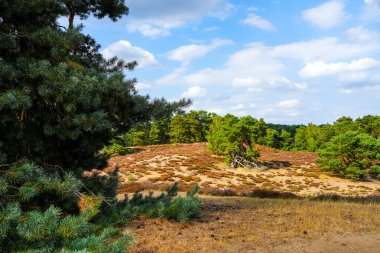 Westruper Heide 'da doğa. Haltern am doğa koruma alanındaki fundalık bitki ve ağaçlarla manzara.