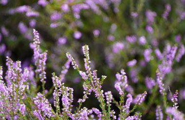Haltern am See 'deki doğa koruma alanındaki funda bitkilerinin yakın çekimi. Westruper Heide. Erica..